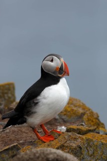 Atlantic Puffin, Common Puffin. Fratercula arctica, at the cliffs of Latrabjarg, Iceland