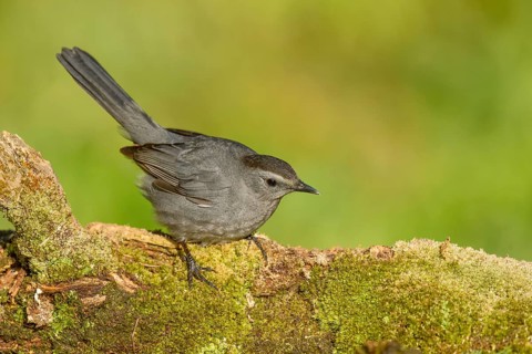 Grey Catbird (Dumetella carolinensis) perched on mossy ground, Texas, USA