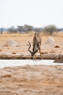 Greater kudu (Tragelaphus strepsiceros), adult male drinking at a waterhole, Nxai Pan National