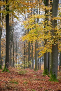 European beech (Fagus sylvatica), colored leaves in autumn in a beeck forest, Bavaria, Germany