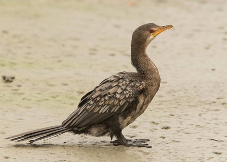 Reed Cormorant (Microcarbo africanus), Gambia