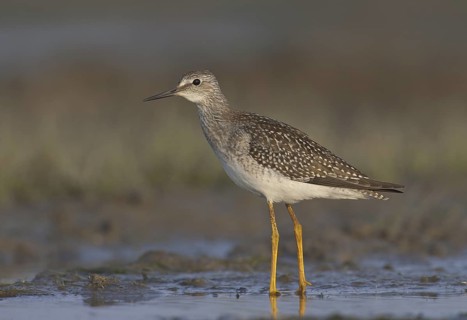 Lesser Yellowlegs (Tringa flavipes), Ohio, USA