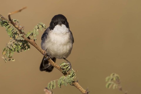 Arabian Warbler - Akaziengrasmücke - Sylvia leucmelaena ssp. leucomelaena, Oman
