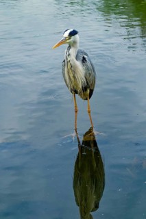Grey heron (Ardea cinerea), also known as great grey heron, standing in a pond, occurring in