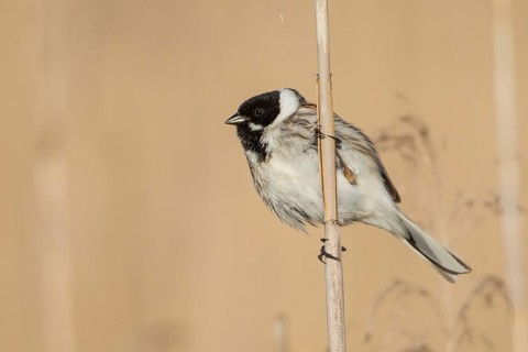 Common Reed Bunting (Emberiza schoeniclus) male, Baden-Wuerttemberg, Germany