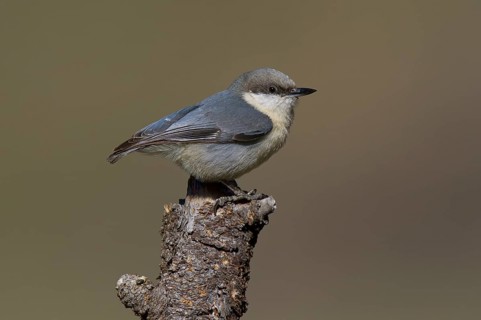 Pygmy Nuthatch (Sitta pygmaea), California, USA