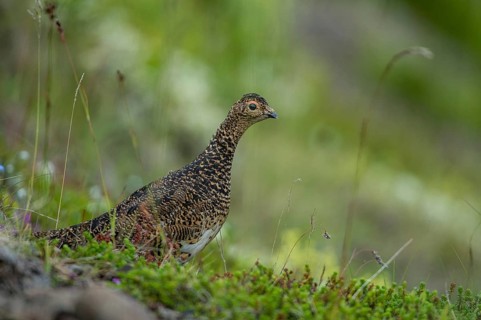 Rock Ptarmigan (Lagopus muta), Iceland