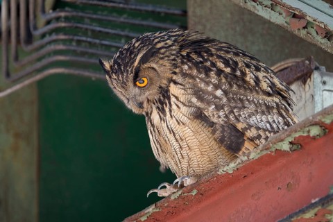 Uhu (Bubo bubo), Eagle Owl, Altvogel, Juni, Zeche Ewald, Herten, Ruhrgebiet, Nordrhein-Westfalen,