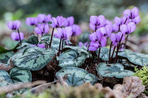 Early spring cyclamen (Cyclamen coum), Emsland, Lower Saxony, Germany