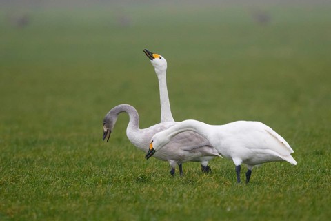 Tundra Swan (Cygnus columbianus bewickii) with juvenile, Netherlands