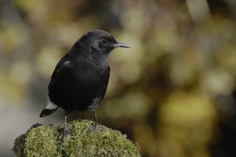 Black Wheatear (Oenanthe leucura) male, Andalusia, Spain