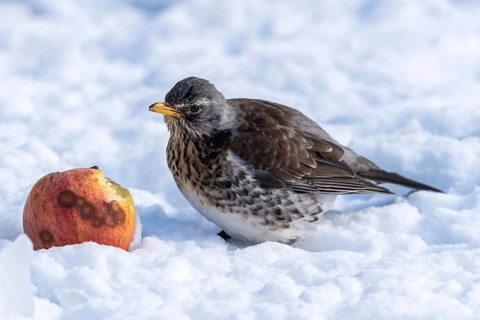 Fieldfare (Turdus pilaris) feeding on an apple, Mecklenburg-Western Pomerania, Germany