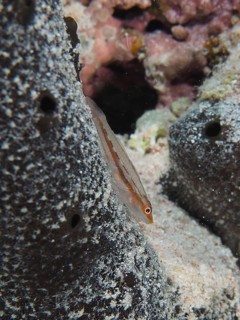 Mozambique ghost goby (Pleurosicya mossambica)
