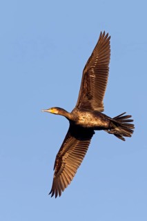 Cormorant, (Phalacrocorax carbo), animals, birds, family of cormorants, aerial photograph,