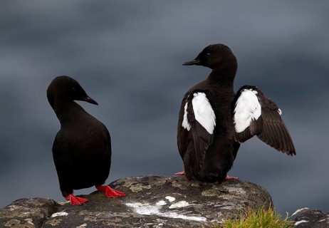 Black Guillemot (Cepphus grylle) pair perched on cliff, Kalsoy, Faroe Islands