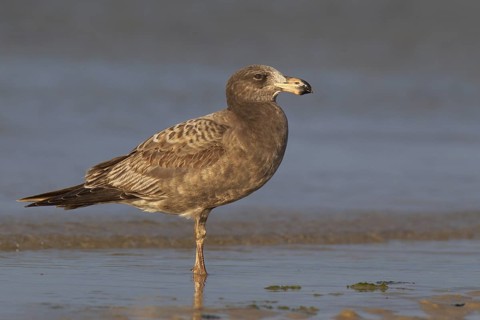 Pacific Gull (Larus pacificus), Victoria, Australia