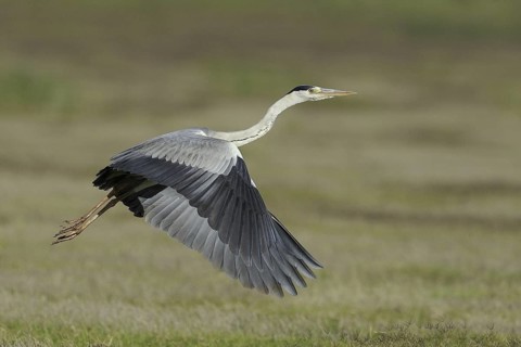 Grey Heron (Ardea cinerea), India