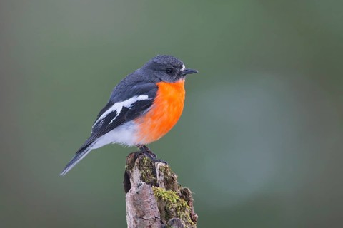 Flame Robin (Petroica phoenicea) male, Victoria, Australia