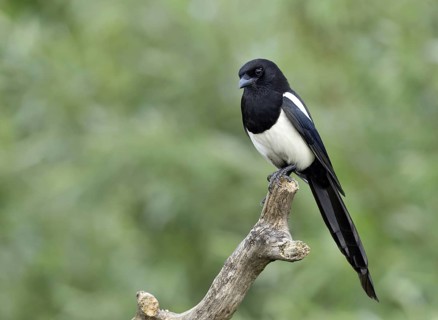 Eurasian Magpie (Pica pica), Lower Saxony, Germany