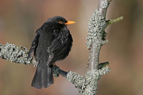 Blackbird (Turdus merula), one, individual, biotope, habitat, perch, garden, Neuhofen,