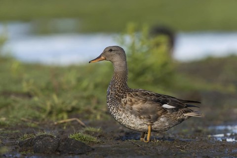 Gadwall (Mareca strepera) male, Schleswig-Holstein, Germany