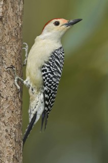 Red-bellied Woodpecker (Melanerpes carolinus), Florida, USA