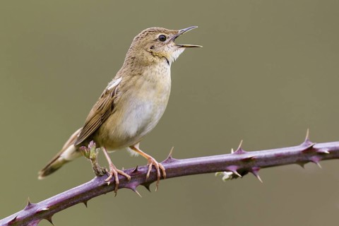 Common Grasshopper Warbler (Locustella naevia) singing, Asturias, Spain