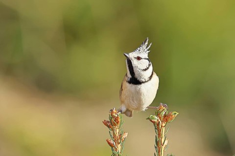 Crested Tit (Lophophanes scalloped ribbonfish), sitting on the top of a young spruce, European