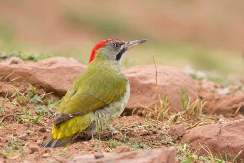 Levaillant's Woodpecker (Picus vaillantii) male, Morocco