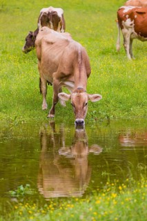 Tyrolean Brown Swiss cattle stand on a green meadow by a puddle and drink. The cows and the