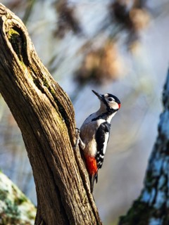 Great Spotted Woodpecker, Dendrocopos major, bird in forest at winter sun