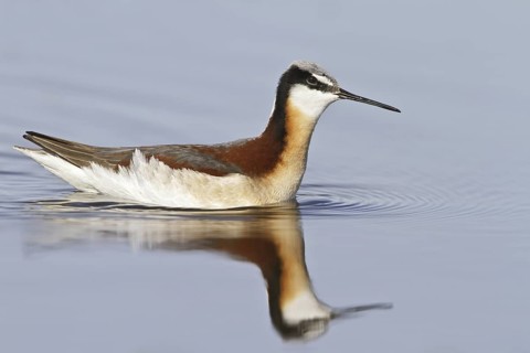 Wilson's Phalarope (Phalaropus tricolor), Alberta, Canada