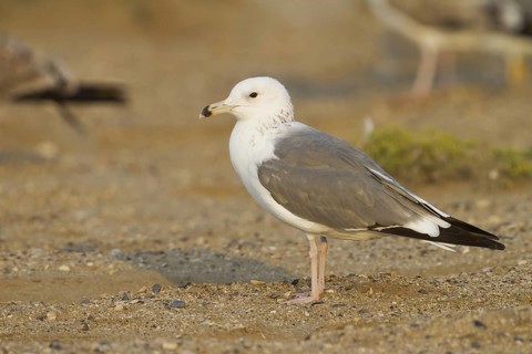 Baraba Gull (Larus fuscus barabensis), Oman