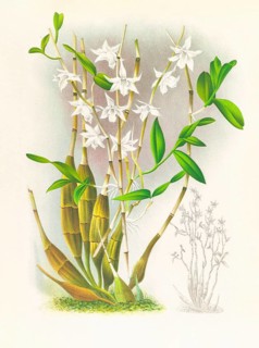 Orchid, Dendrobium crumenatum, authentic reproduction of an illustration by Jean Jules Linden (1817