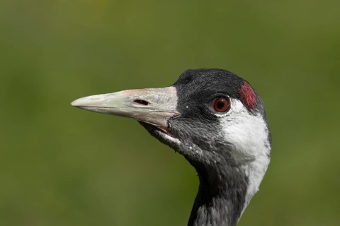 Eurasian or Common crane (Grus grus) adult bird head portrait, England, United Kingdom