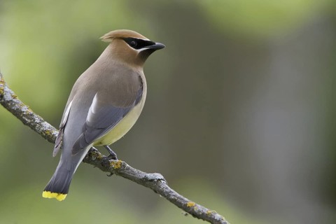 Cedar Waxwing (Bombycilla cedrorum), Manitoba, Canada