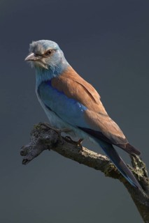 European Roller (Coracias garrulus), Bulgaria