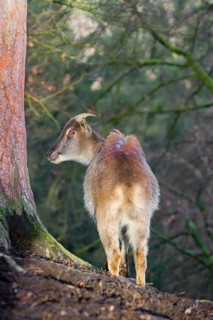 A female Himalayan Tahr (Hemitragus jemlahicus) stands on a forest edge. In the background is a