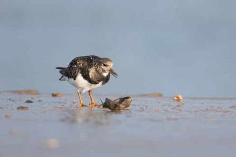 Ruddy turnstone (Arenaria interpres) adult wading bird feeding on a mussel shell on a harbour