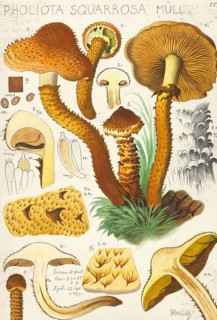 Mushroom, fungus, shaggy scalycap, Pholiota squarrosa, authentic reproduction of an illustration by