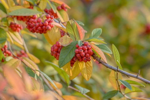 Willow-leaved cotoneaster (Cotoneaster salicifolius 'Pendulus'), Anchers Havecenter, Dresden,