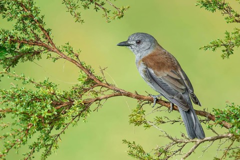 Grey Shrikethrush (Colluricincla harmonica), Victoria, Australia