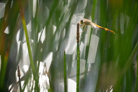 A vibrant dragonfly rests gracefully on a reed amidst the lush wetlands of puebla de belena,