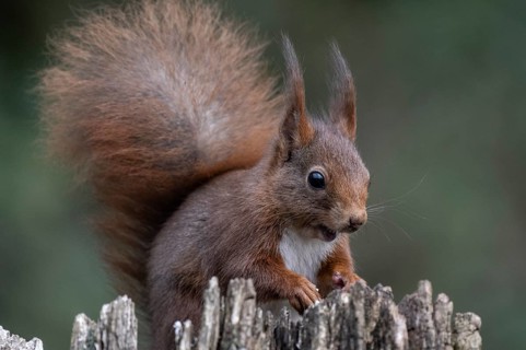 Squirrel (Sciurus vulgaris), Emsland, Lower Saxony, Germany