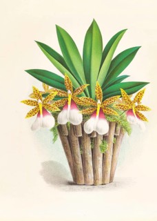 Orchid, Trichocentrum Tigrinum, authentic reproduction of an illustration by Jean Jules Linden