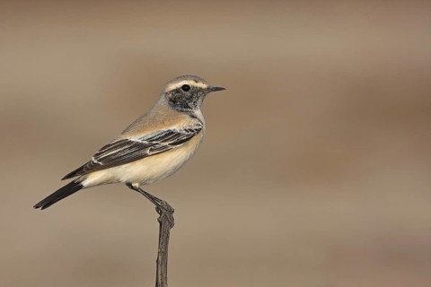 Desert Wheatear (Oenanthe deserti), Morocco