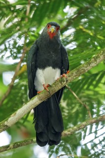 Red-throated Caracara (Ibycter americanus) perched on a branch in the rainforest of Guyana
