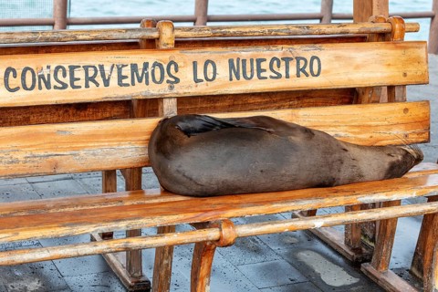 Sea lions (Zalophus wollebaeki), San Cristobal, Galapagos, Ecuador