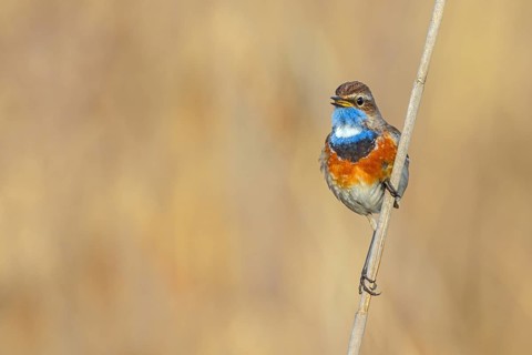 White-throated bluethroat (Luscinia svecica), Luscinia svecicus, Hockenheim, Baden-Württemberg,