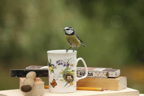 Eurasian Blue Tit (Cyanistes caeruleus), Lower Saxony, Germany